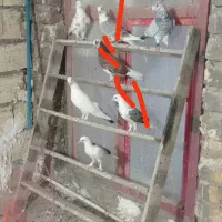 کبوتر یه جا