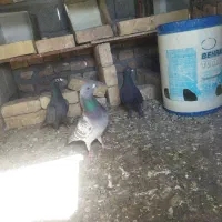 کفتر