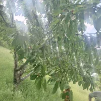 گیلاس|خدمات باغبانی و درختکاری|انگوت, |دیوار