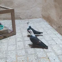 کبوترکلاغ