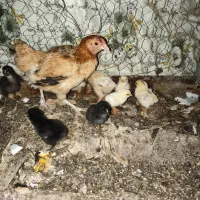 جوجه لاری‌کوشامو مینیاتوری زینتی تخم نطفه دار