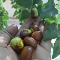 عناب|خوردنی و آشامیدنی|مبارکه, |دیوار