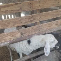 گوسفند