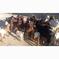 بز نجدی|حیوانات مزرعه|اهواز, اسماعیلیه|دیوار