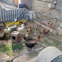 مرغ تخم گذار محلی