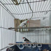 فنچ|پرنده|رودان, |دیوار