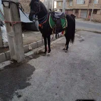 اسب مشکی