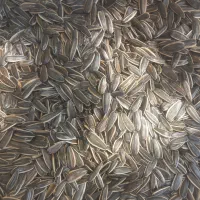 تخمه ۲۹۰،۳۰۰دونه باربدون خرابی