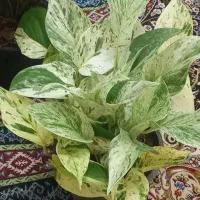 گل‌های زینتی