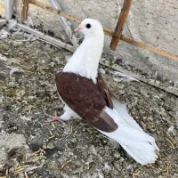 دوکت سرخ