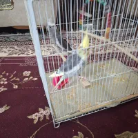 عروس هلندی
