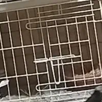 تعدادی قفس جفت کن کبوتر و پرنده
