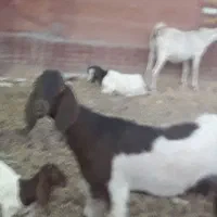 فروش بز سانر و پاکستانی