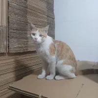 واگذاری فوری گربه