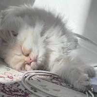 گربه سفیدگلد بریتیش ماده ۳ ماهه
