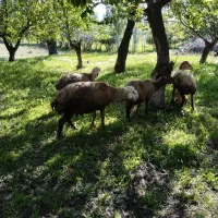 گوسفند قربانی