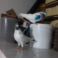 کبوتر پرنده