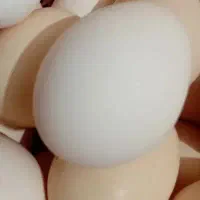 تخم مرغ محلی تازه دو