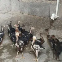 جوجه لاری ومحلی