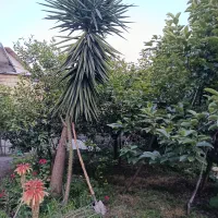 فروش درخت یوکا