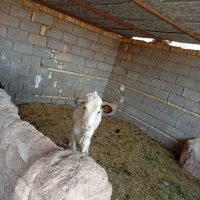گاو
