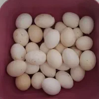 تخم مرغ محلی