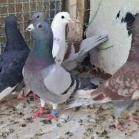 کبوتر پلاکی و تهرانی