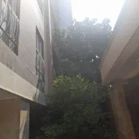 درخت آووکادو