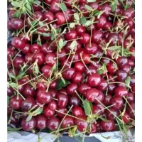 آلبالوی تازه چیده شده