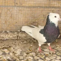 اسباب بازی کفتر
