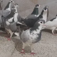 کبوتر دمگیر نرماده