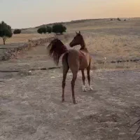 مادیون ۳ساله