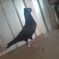 کبوتر زاغ چشم نوک