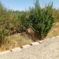 1550متر-زمین-شاهنامه