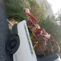 پاجوش نخل تضمینی