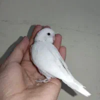 جوجه مرغ عشق سفید یکدست سرلاکی