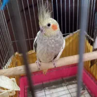عروس هلندی ماده بالغ