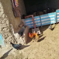 خروس چاق عالی