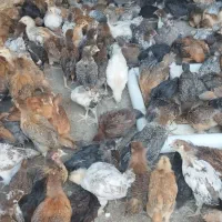 جوجه مرغ ۳۲روزه گلپایگانی