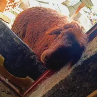 بره ماده‌ 32کیلو‌ نجات‌دارشیشک‌افشار