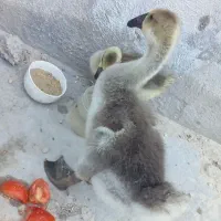 جوجه قو قاز اکراینی اصل