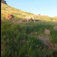 سرابی اصیل