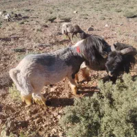 دو تا قوچ روزگاری همچی بشرط ذات دار نمونه