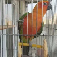 سلام خدمت دوستان عزیز طوطی خورشیدی دستی