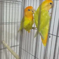 طوطی برزیلی اوپال کله نارنجی