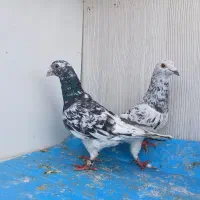 سار ابلق پولک