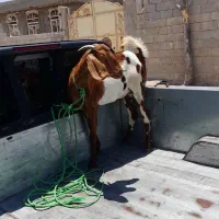 بز ابستن شکم اولش
