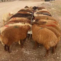 دام چاق و چله برای قربانی
