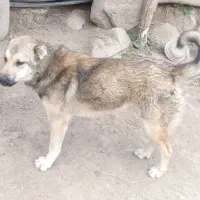 سگ نگهبان