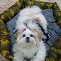 سگ شیتزو فلت ماده